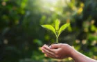 ¿Sustituirán los bioplásticos a los plásticos tradicionales en la industria del automóvil?